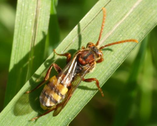 Nomada (flava-panzeri)